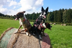Cesky_Sternberk3 Cesky_Sternberk3